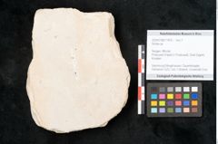 Foto (Objekt + Etikett) von Smilax sp. (NHMW-GEO-2024-0188-11476)